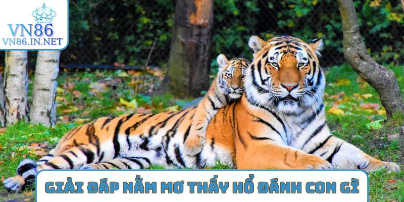 Giải đáp nằm mơ thấy hổ đánh con gì