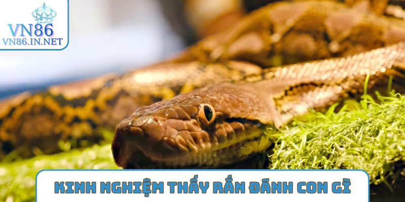 Giải đáp mơ thấy rắn đánh con gì cụ thể