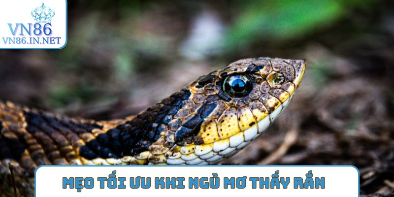 Mẹo tối ưu khi ngủ mơ thấy rắn đánh con gì