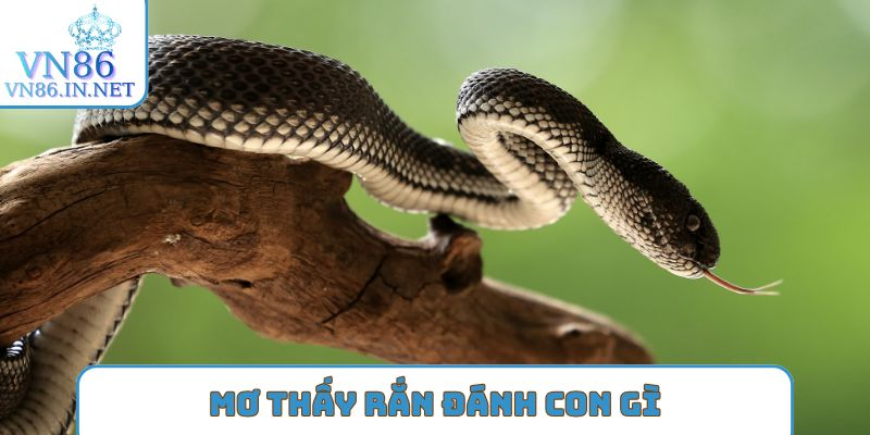 mơ thấy rắn đánh con gì