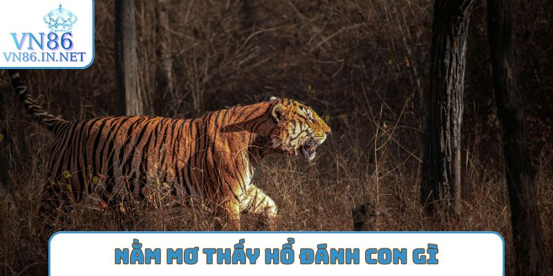 nằm mơ thấy hổ đánh con gì