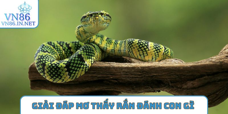 Lập thống kê để biết mơ thấy rắn đánh con gì