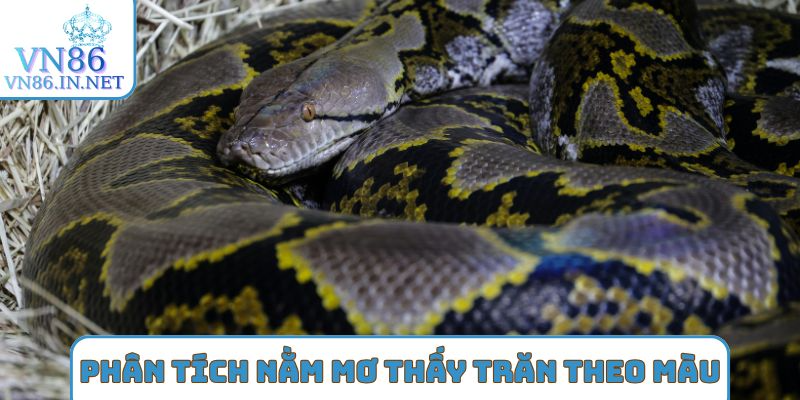 Phân tích nằm mơ thấy trăn theo màu