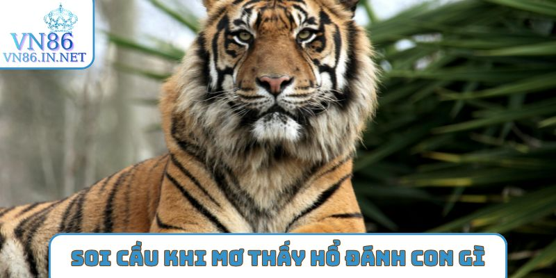 Soi cầu khi nằm mơ thấy hổ đánh con gì