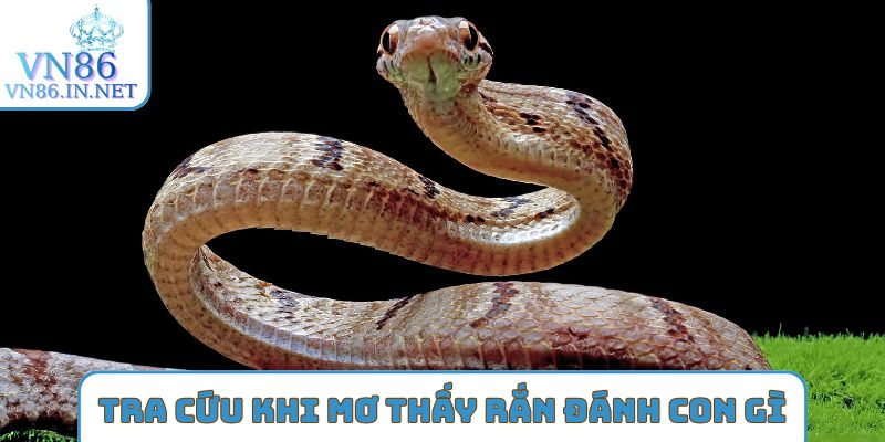 Tra cứu khi mơ thấy rắn đánh con gì